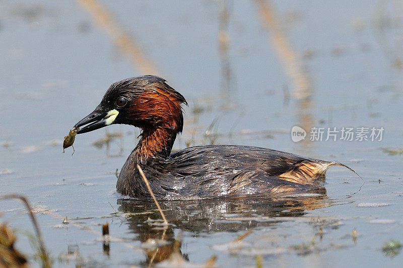 小Grebe (Tachybaptus ruficollis)